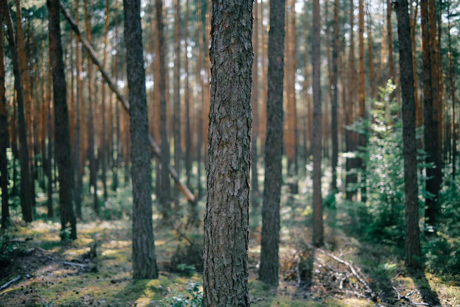 Leading in the Wilderness