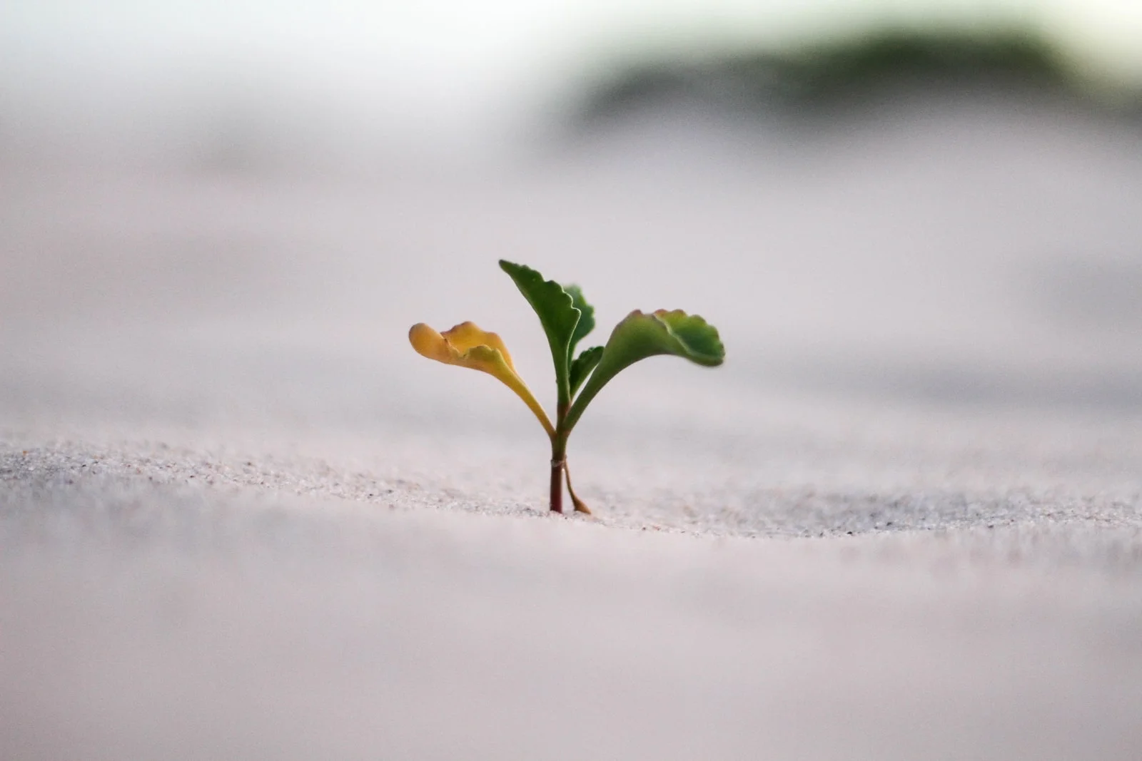 Growth Points