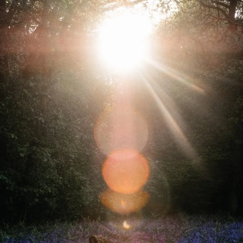 sun rays coming through trees
