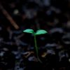 green leaf plant on ground