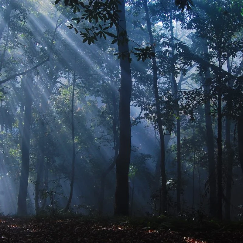 a forest filled with lots of trees covered in fog