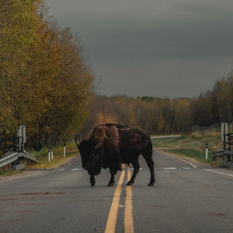 brown animal on road