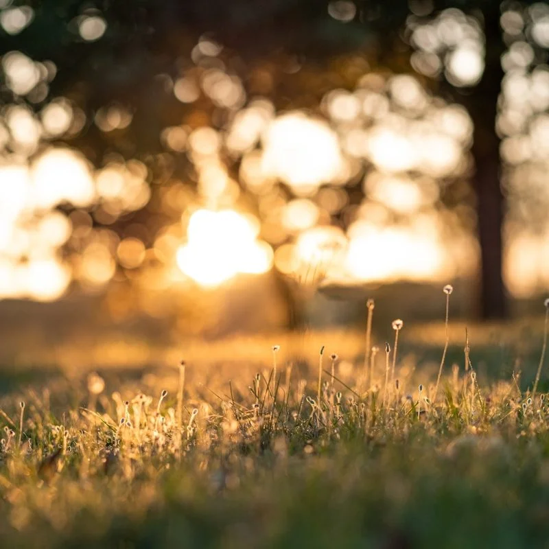 green grass during golden hour