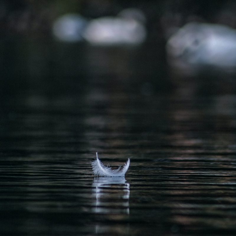white feather on body of water in shallow focus