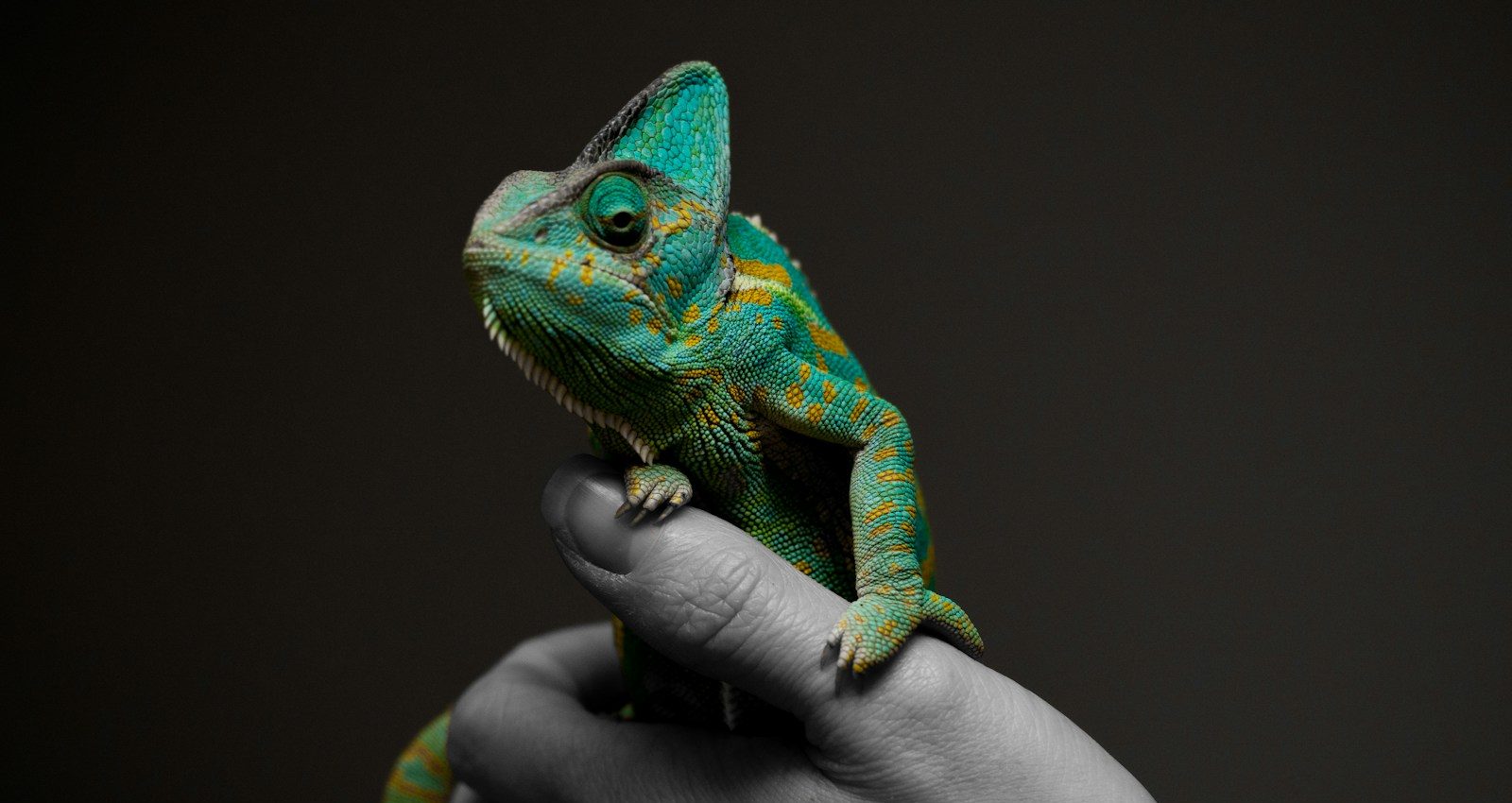 You’re Not a Chameleon